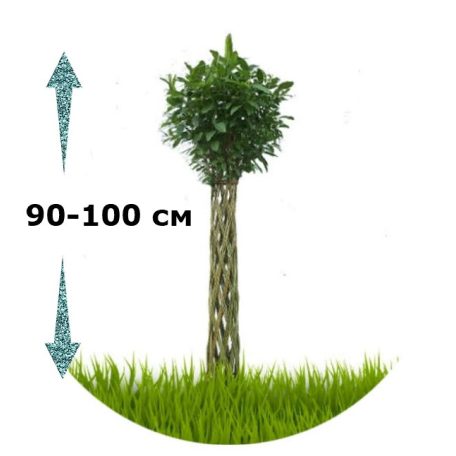 Előrendelhető! Fonott élő vessző cserépben 50 cm