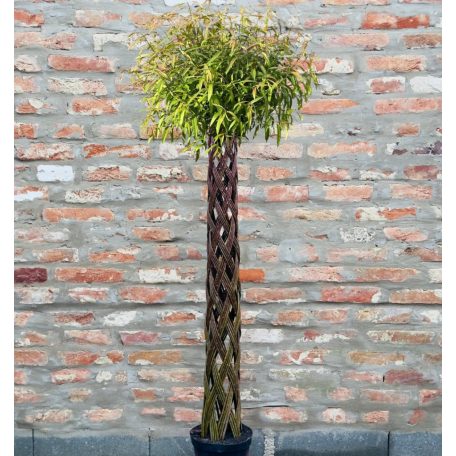 Braided live wicker in pots 180 cm